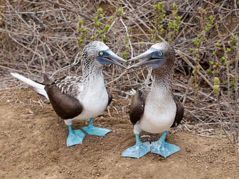 Reading 96 - Blue-footed Boobies