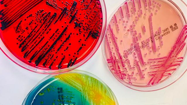 Reading 81 - A New Perspective on Bacteria